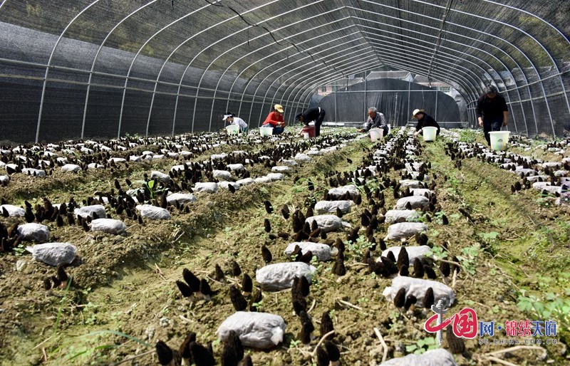 務(wù)工群眾采收食用菌。張玉偉  攝.JPG