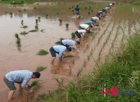 船山農(nóng)業(yè)局“走基層、轉(zhuǎn)作風(fēng)、解難題”為空巢老人助耕