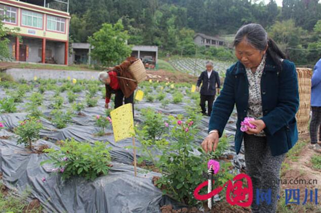 ?射洪縣涪西鎮(zhèn)：玫瑰香飄致富路