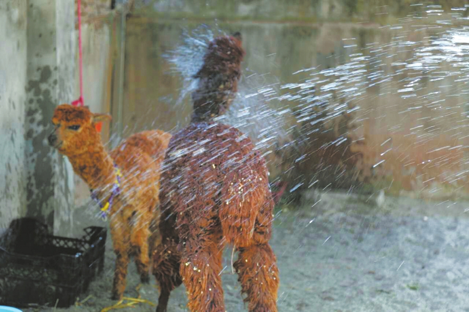 動(dòng)物斗三伏 自貢彩燈公園動(dòng)物園每天消耗上百斤西瓜