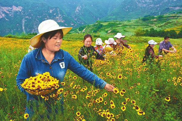 九寨溝縣羅依鄉(xiāng)：500畝高山雪菊又迎“采花人”