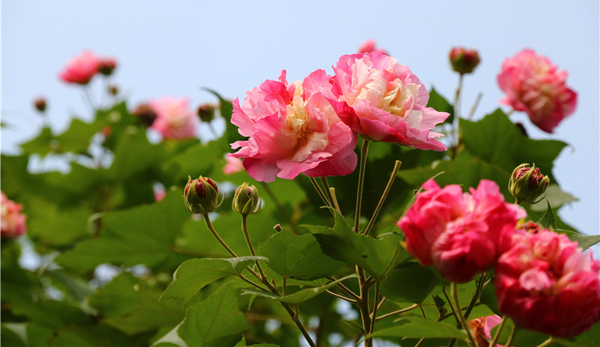 成都市花芙蓉花增量提質(zhì) 快收藏這些賞花點位